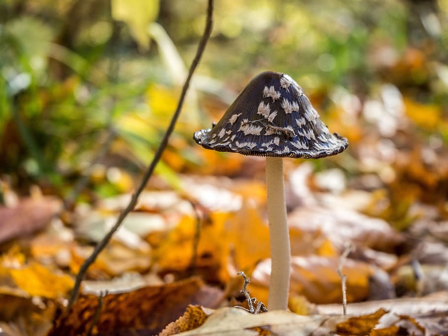 autumn, forest, mushroom, november, october, krasnodar, macro, HD wallpaper