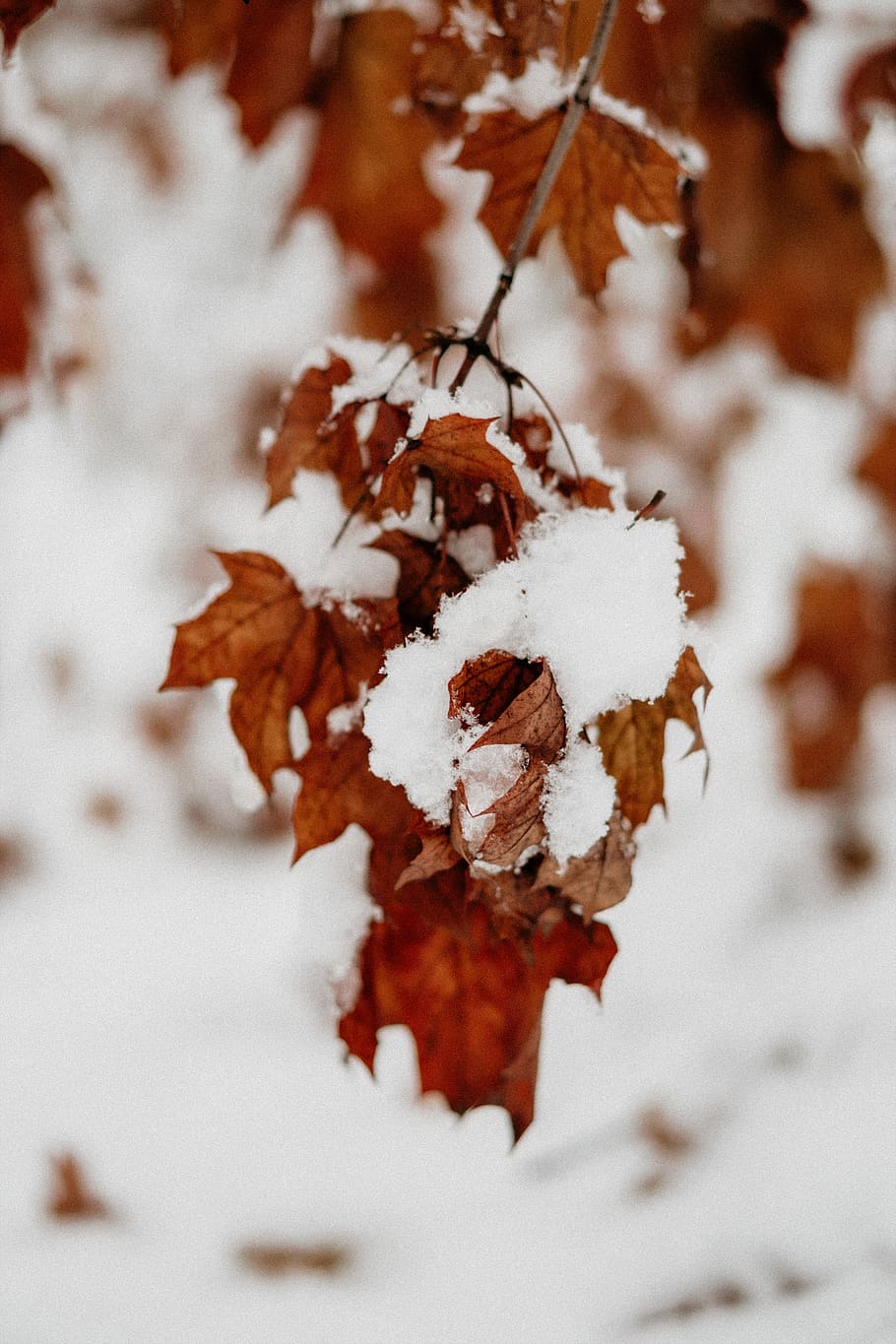 Leaves are covered. Листья в снегу картинки. Снег в сентябре. Картинка Снежная осень на экран смартфона. Листья под снегом картинки в высоком разрешении.