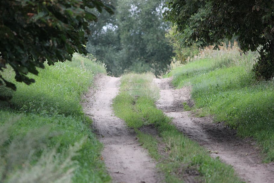 forest path, glade, trees, roadside, mood, away, landscape HD wallpaper