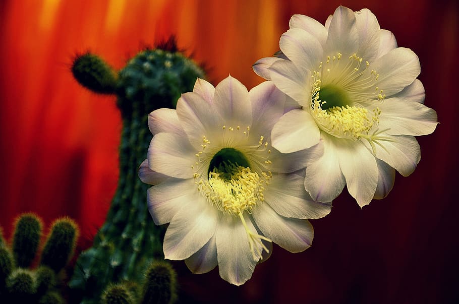 cactus, flower, nature, bloom, scratchy, blume, white, barb HD wallpaper