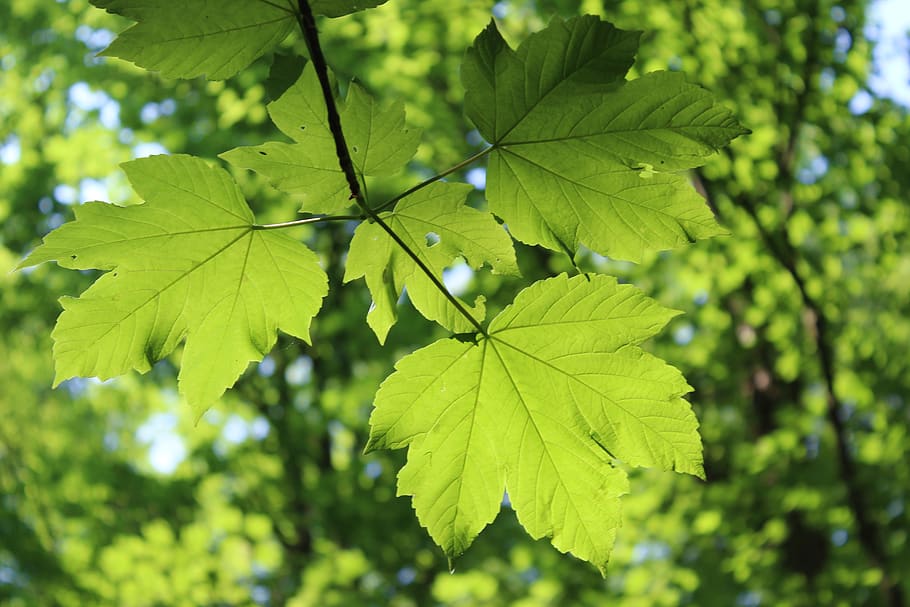 leaf, leaves, shadow, green leaf, nature, plant part, green color HD wallpaper
