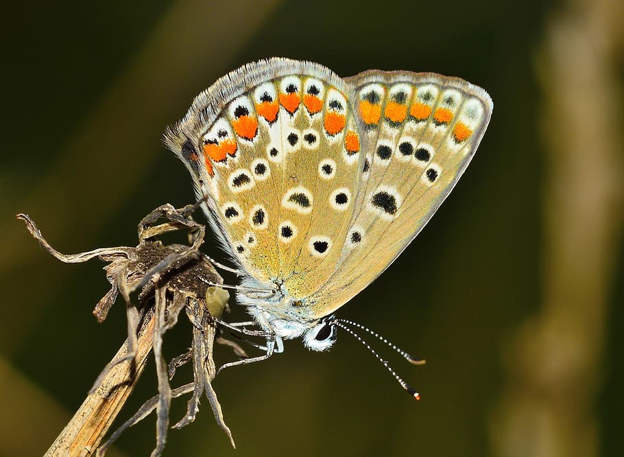 Shallow Focus Photography of Eastern Tailed-blue Butterfly, insect HD wallpaper
