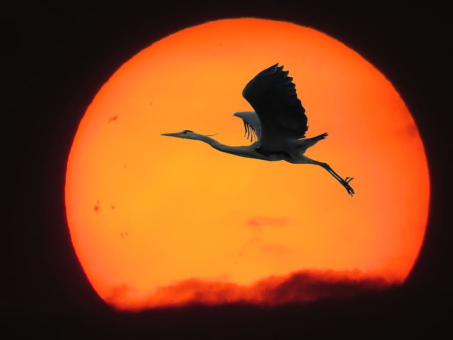 nature, sun, sunset, bird, heron, flying, silhouette, wing HD wallpaper