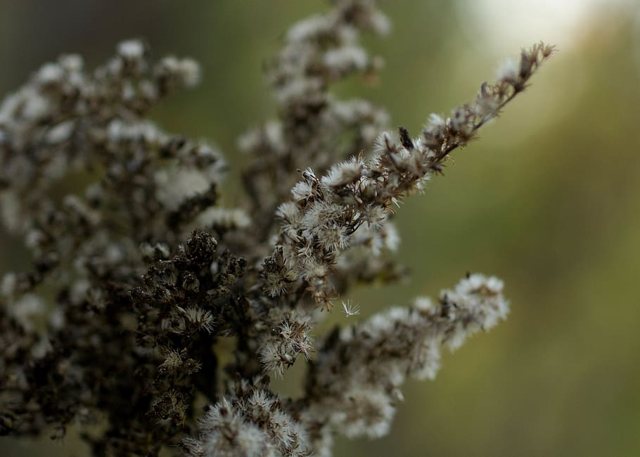 nature, pollen, macro, plant, selective focus, close-up, no people HD wallpaper