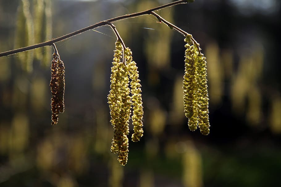 catkins, nature, tree, spring, branch, blossom, plant, focus on foreground HD wallpaper