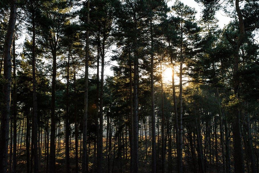 sunlight filtering through trees in woods, flare, plant, fir, HD wallpaper