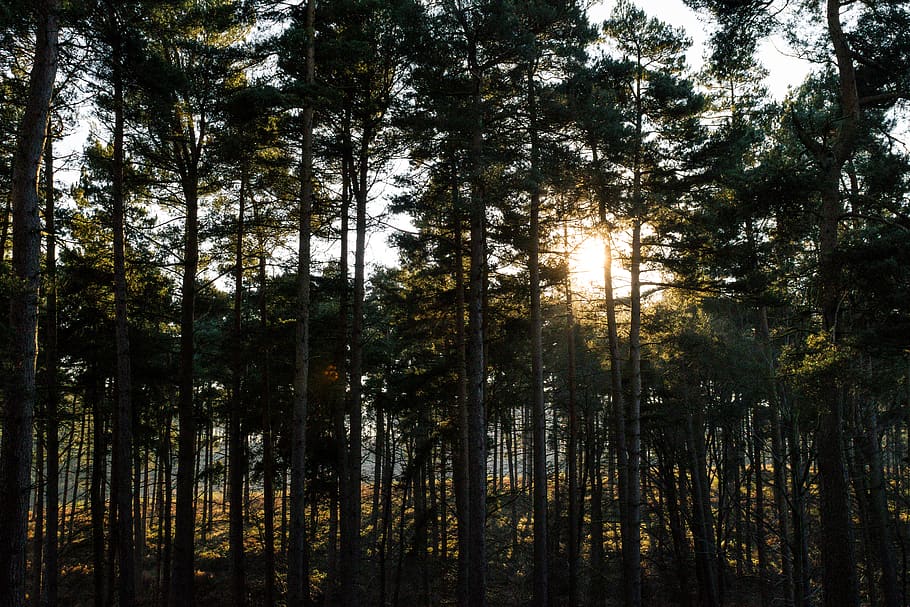sunlight filtering through trees in woods, flare, plant, fir HD wallpaper