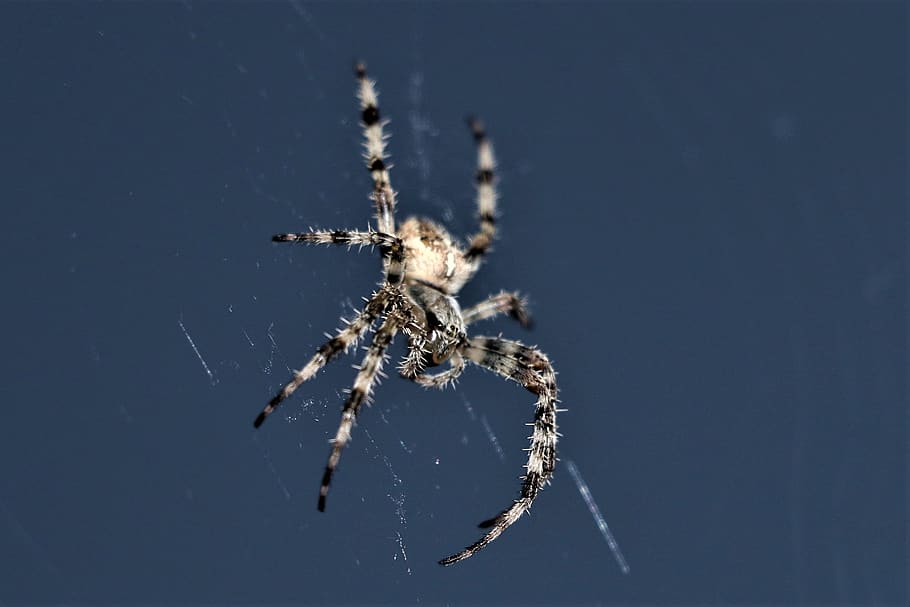 spider, web, creepy, macro, insect, cobweb, spiderweb, nature, HD wallpaper