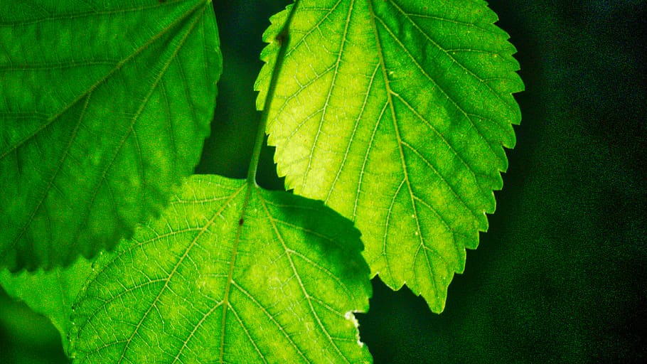 green, leaves, simple, life, nature, leaf, plant part, green color HD wallpaper