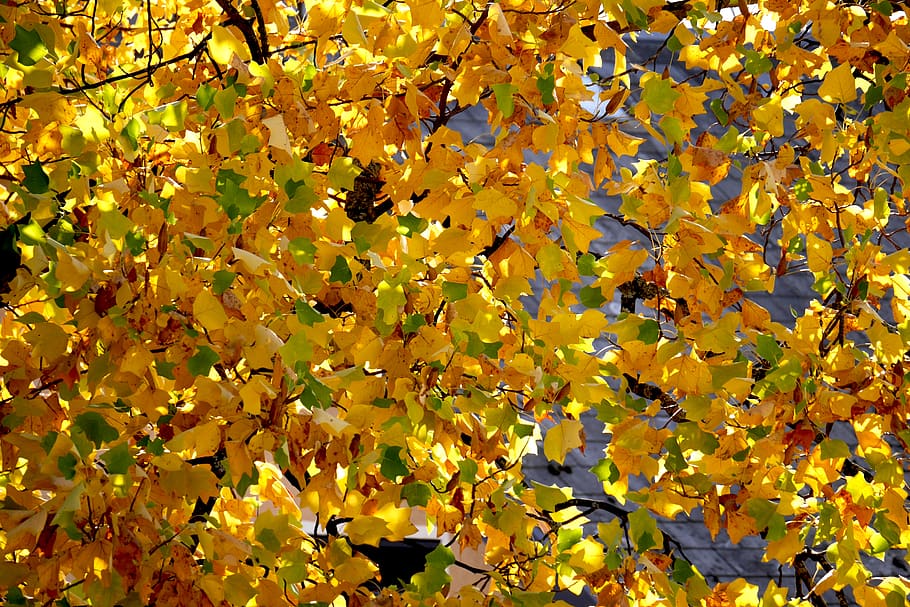 yellow, autumn, beauty in nature, change, plant, full frame HD wallpaper