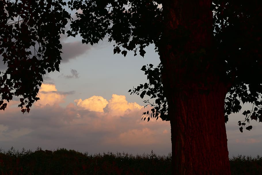 tree, the sky, nature, clouds, fields, summer, plant, cloud - sky HD wallpaper