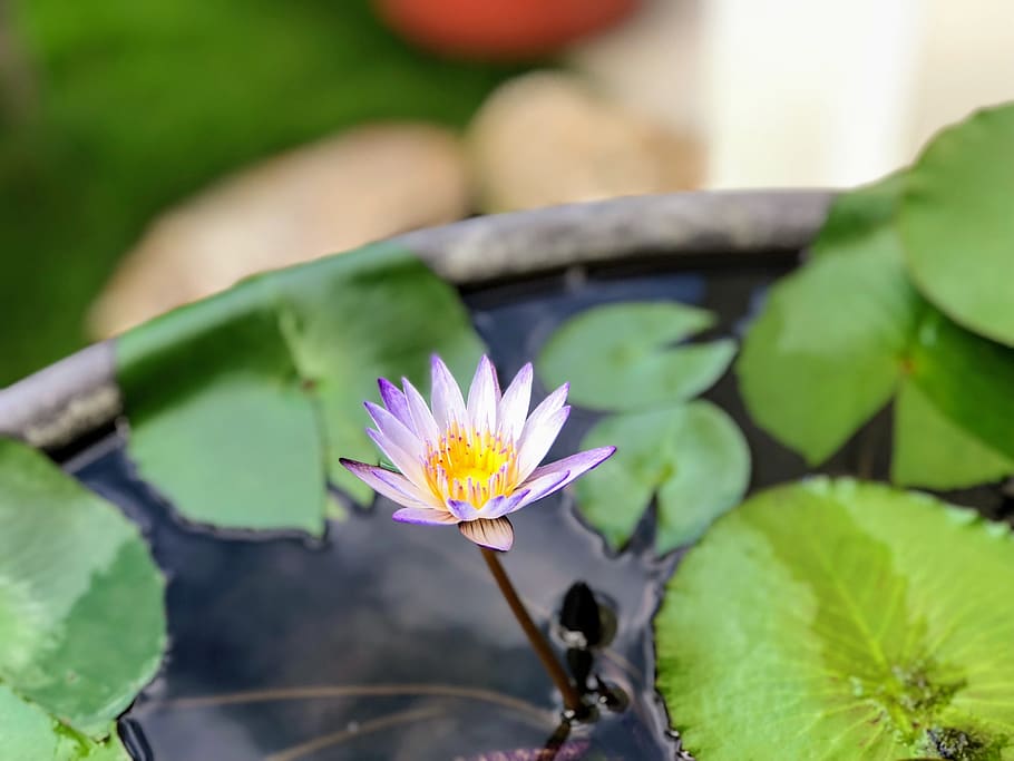compact, cuteness, pool, lotus, flowering plant, beauty in nature HD wallpaper