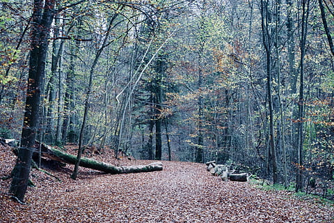 forest, trees, herrsching, bavaria, germany, andechs, leaves HD wallpaper