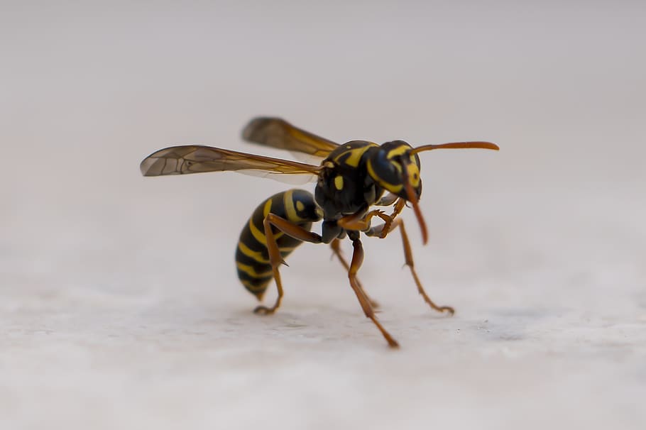 bee, macro, animal themes, invertebrate, insect, one animal HD wallpaper