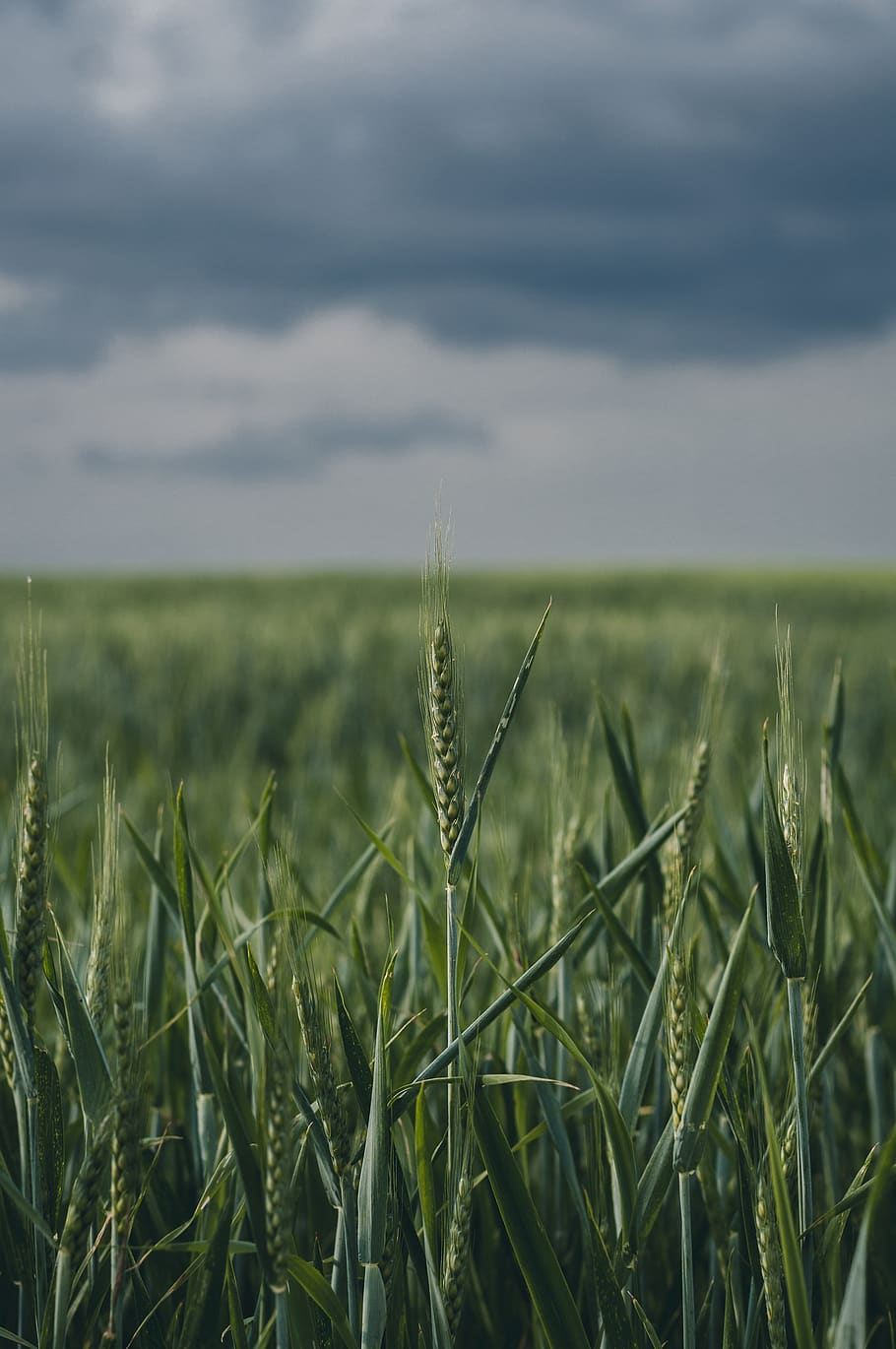 wallpaper, field, cloudy, landscape, growth, plant, agriculture HD wallpaper