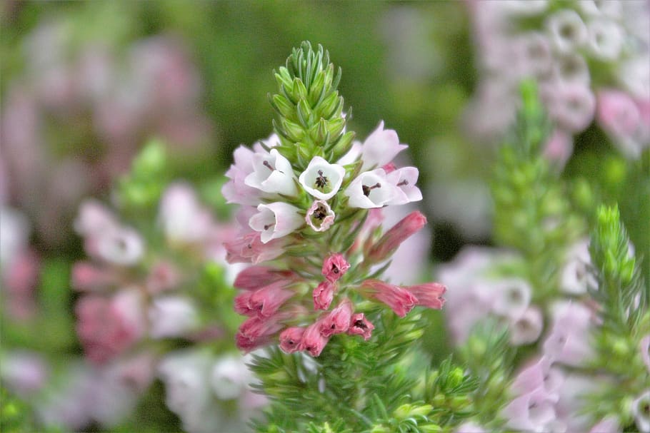 flower, beautiful, leave, flowering plant, freshness, vulnerability HD wallpaper
