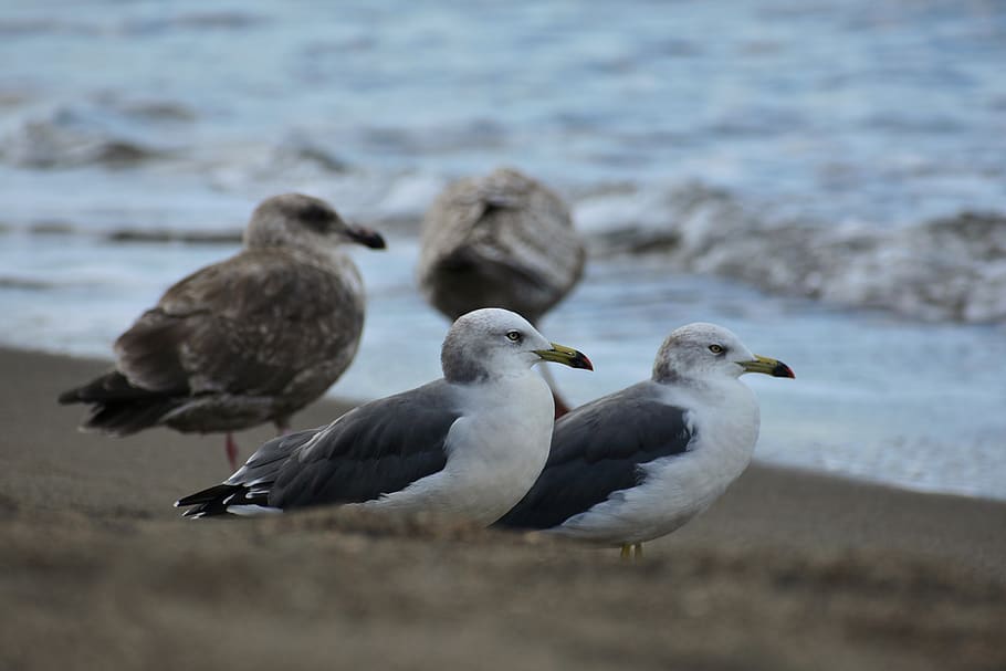 animal, sea, beach, wave, bird, wild birds, seabird, sea gull HD wallpaper
