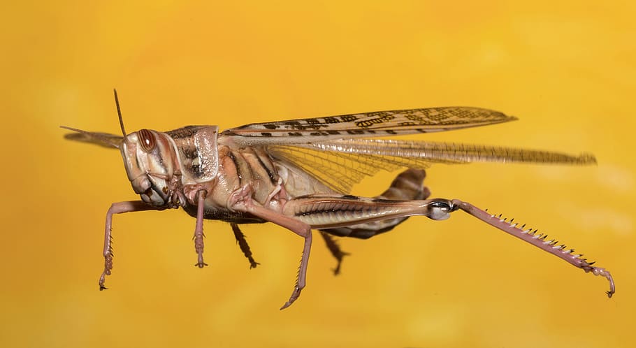 grasshopper, desert locust, insect, macro, migratory locust HD wallpaper
