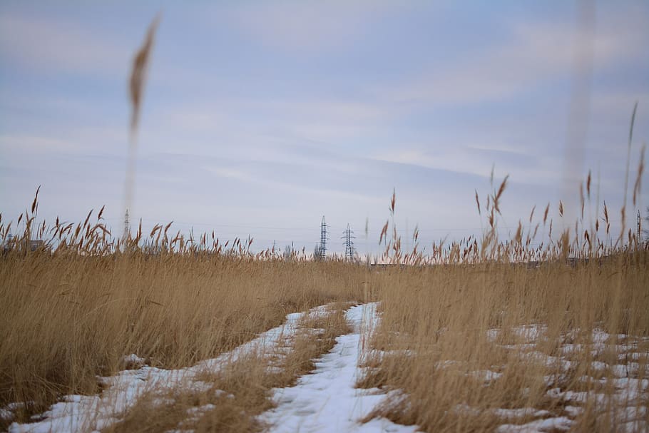 plant, land, landscape, growth, no people, field, tranquility HD wallpaper