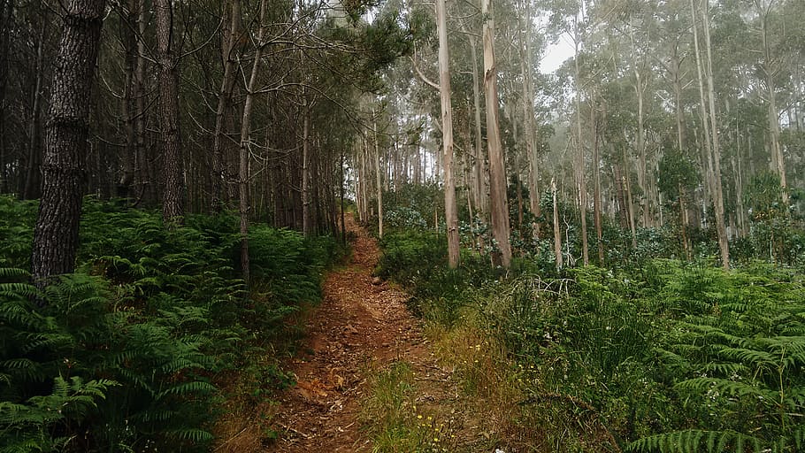 forest, plant, land, tree, tranquility, growth, beauty in nature HD wallpaper