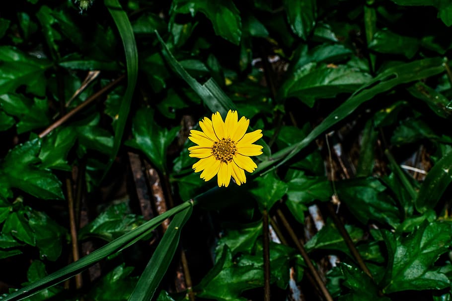 yellow, flower, grass, spring, background, summer, field, green HD wallpaper