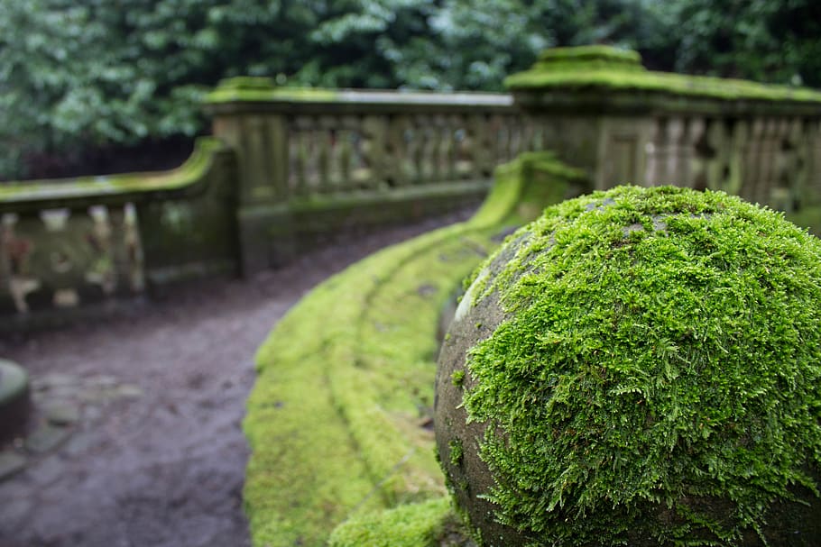 united kingdom, darwen, sunnyhurst wood, park, green, bridge, HD wallpaper