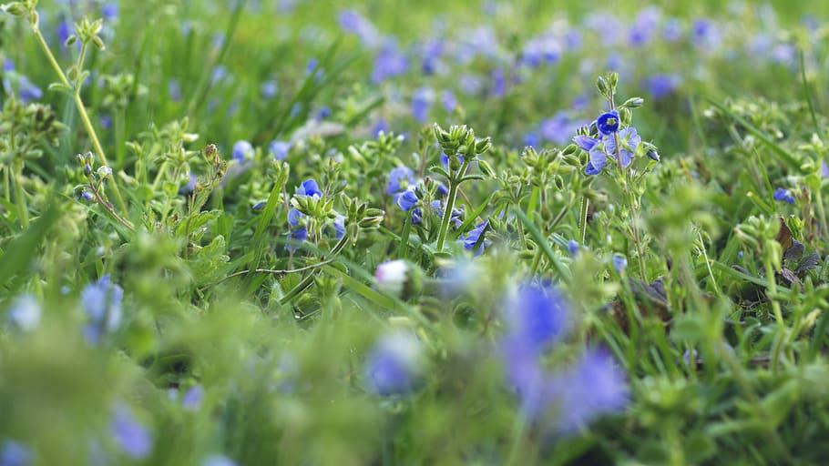 flowers, spring, plant, flowering plant, field, selective focus HD wallpaper