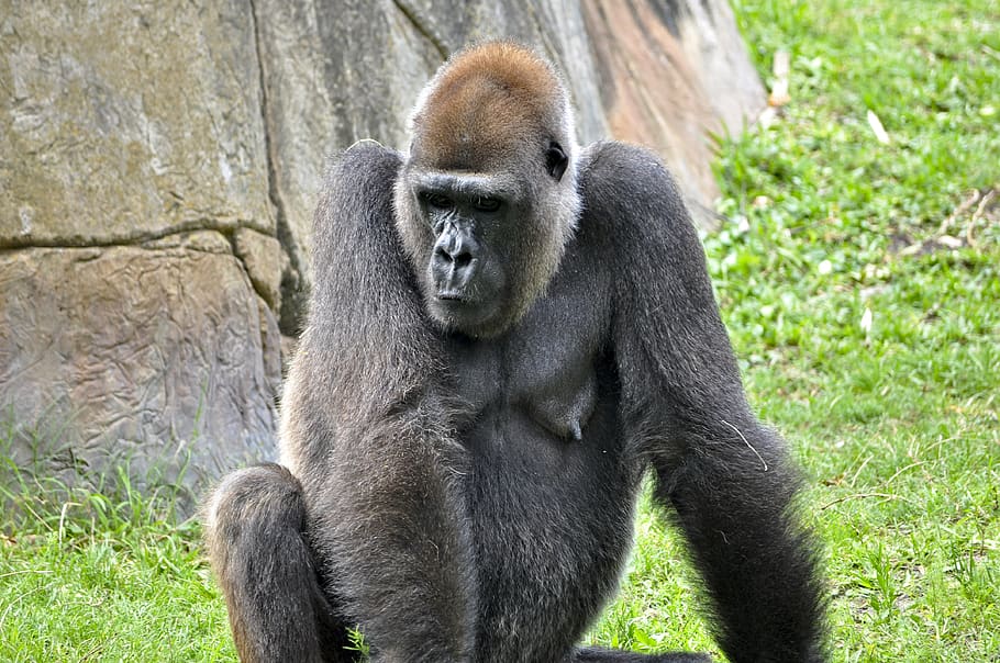gorilla, animals, ape, primate, silverback, mammal, fur, one animal HD wallpaper