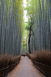 pathway with bamboo trees beside, plant, flora, kyoto, japan HD wallpaper