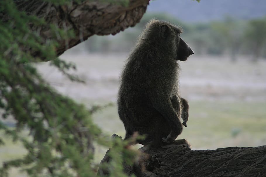 kenya, baboon, animal wildlife, animals in the wild, one animal HD wallpaper