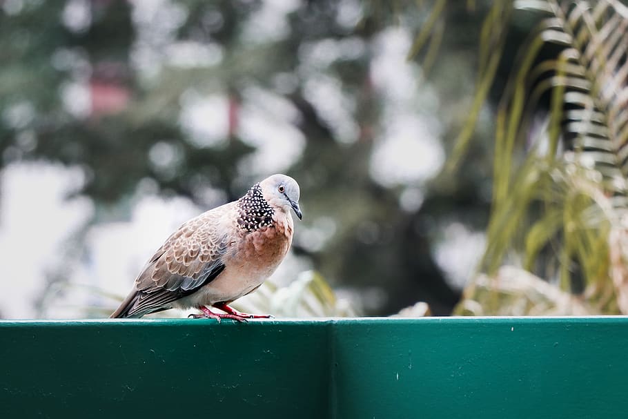 brown and gray bird, animal, dove, pigeon, wall, sparrow, feather HD wallpaper