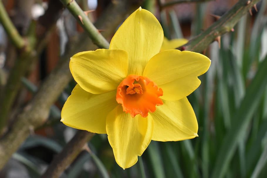 flower, garden, spring, nature, daffodils, flowering plant HD wallpaper