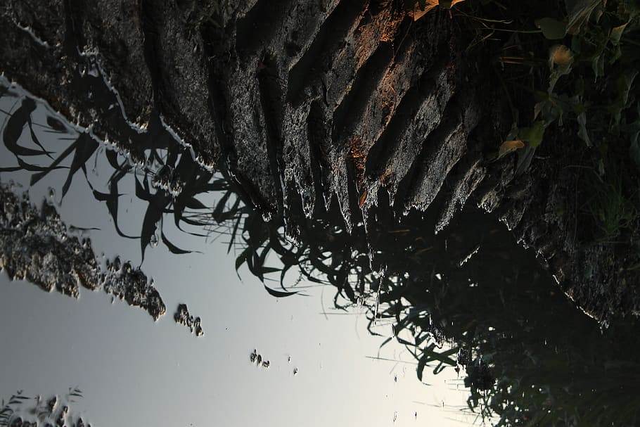 mud puddle, plant, water, przemyśl, poland, nature, outdoors HD wallpaper