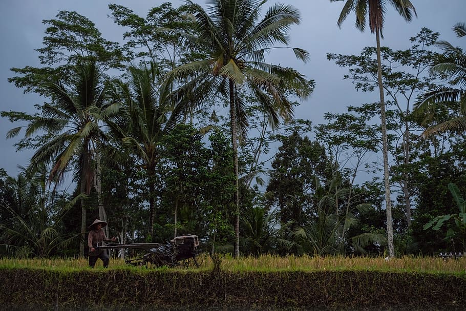indonesia, bali, worker, tree, plant, growth, tropical climate HD wallpaper