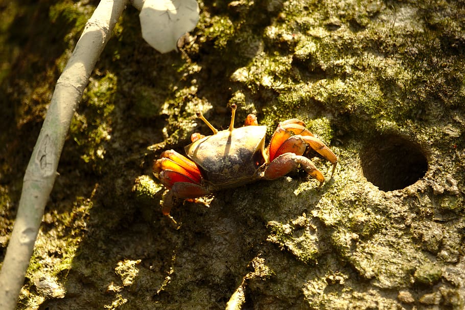 crab, animal, animal themes, animals in the wild, animal wildlife HD wallpaper