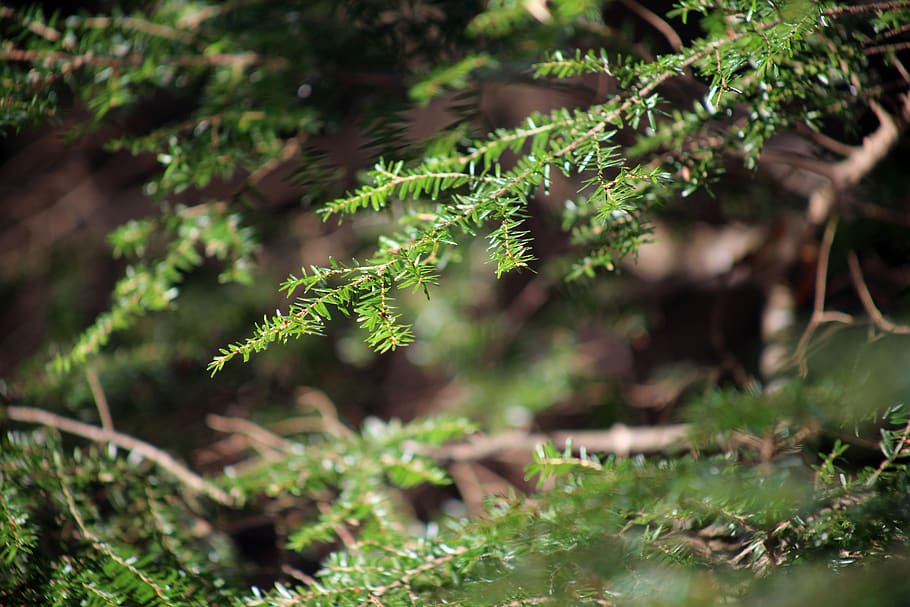 Green Pine Branch, close-up, nature, tree, plant, growth, leaf HD wallpaper