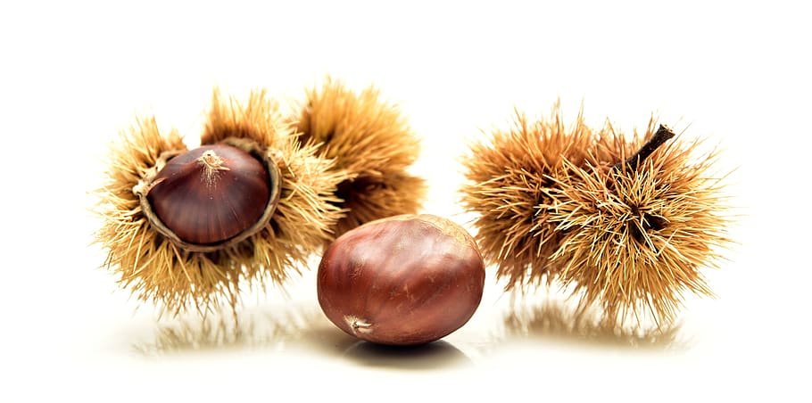 chestnut, autumn, nature, fruit, autumn fruit, prickly, spur, HD wallpaper