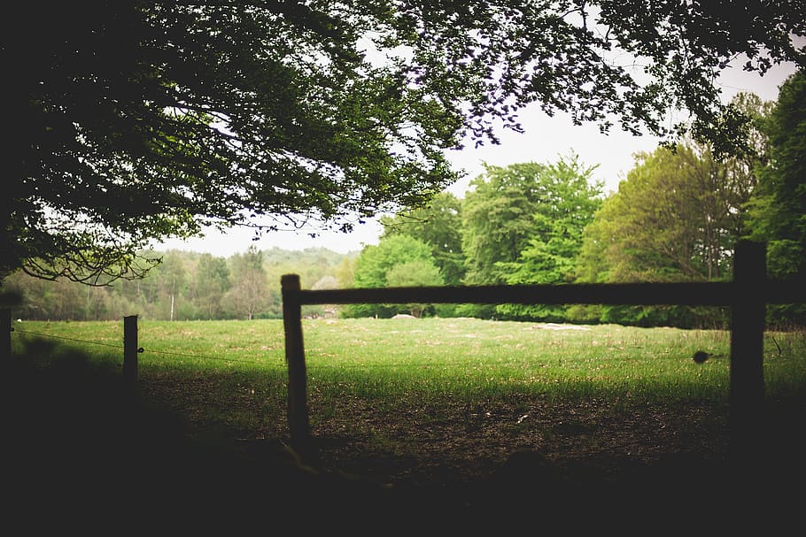 grove, meadow, grass, trees, nature, plant, land, field, green color HD wallpaper