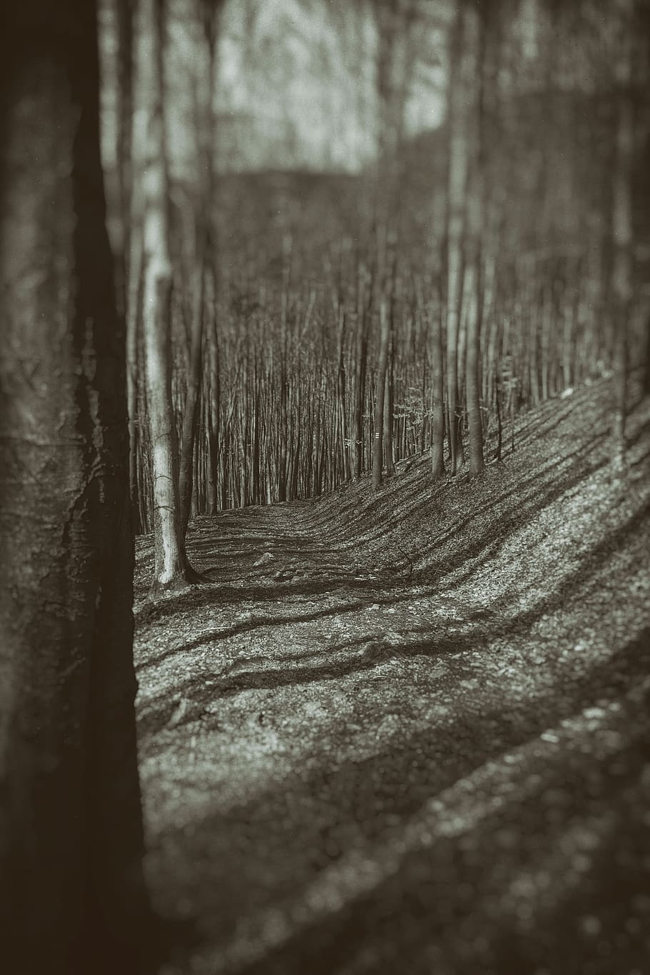 forest, forest road, walkway, tree, nature, selective focus HD wallpaper