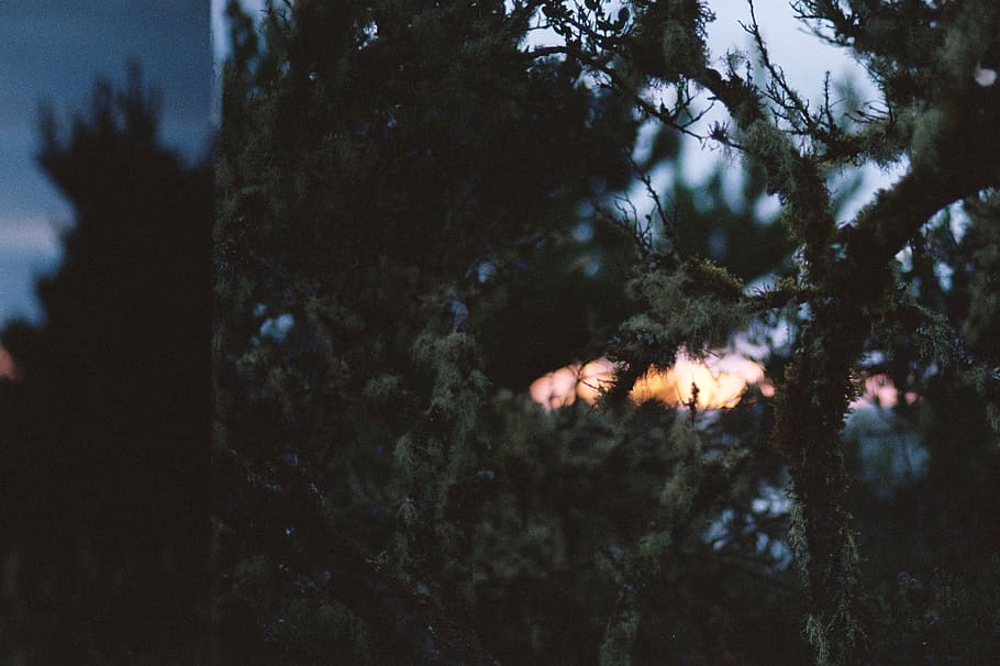 green tree, plant, nature, fire, fire - natural phenomenon, no people HD wallpaper