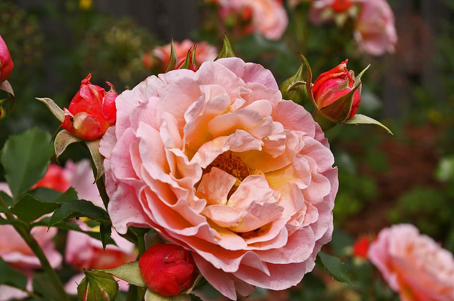 roses, garden roses, flowers, nature, fragrance, rose flower, HD wallpaper