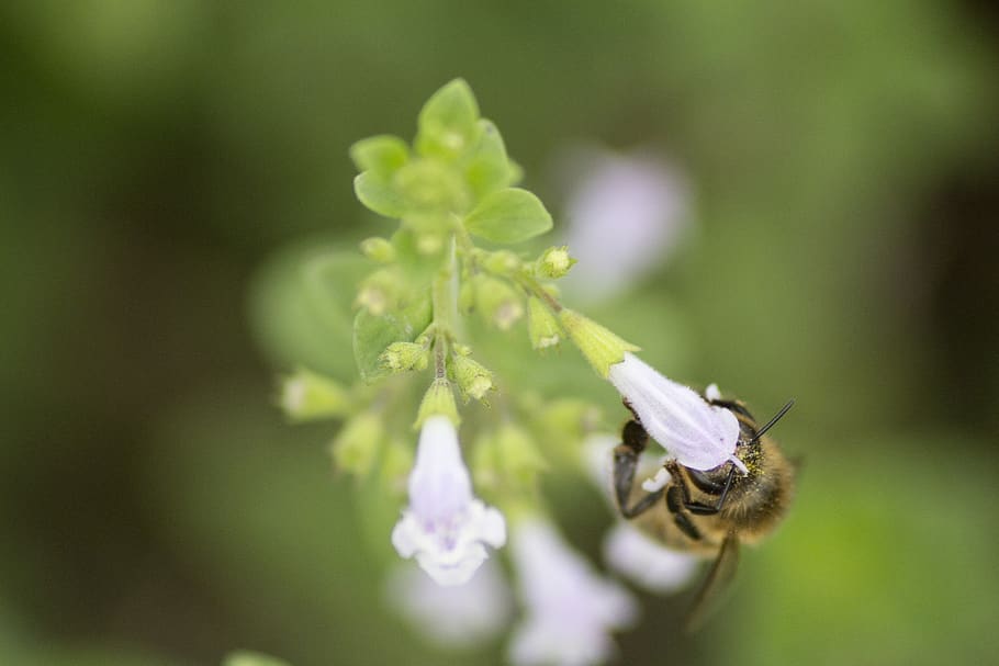 bee on white petaled flower, animal, invertebrate, apidae, insect HD wallpaper