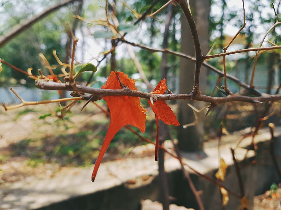 leaf, plant, tree, bird, animal, myanmar (burma), yamethin HD wallpaper
