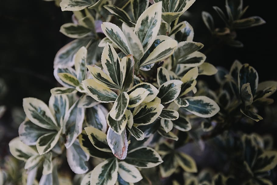 plants, nature, cluster, group, landscaping, bush, shrub, yellow HD wallpaper