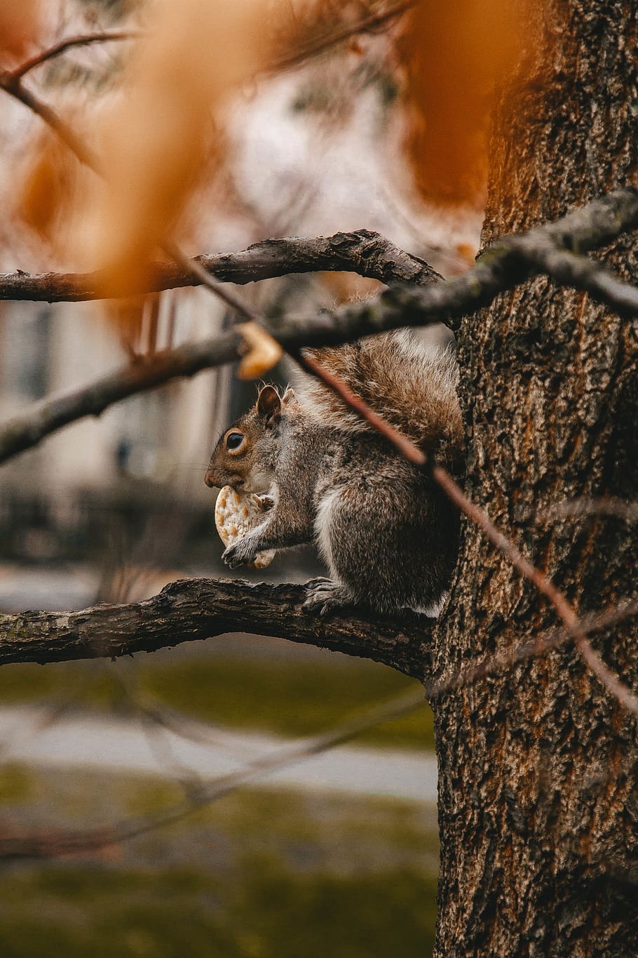 gray squirrel standing on tree branch, animal, rodent, mammal HD wallpaper