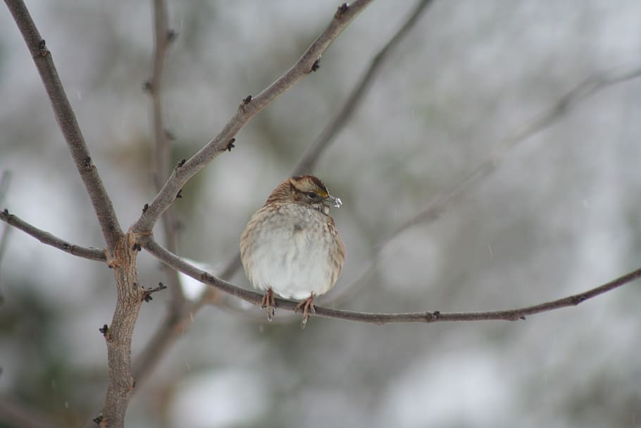 wren, winter, bird, cold, nature, perch, perched, branch, vertebrate HD wallpaper