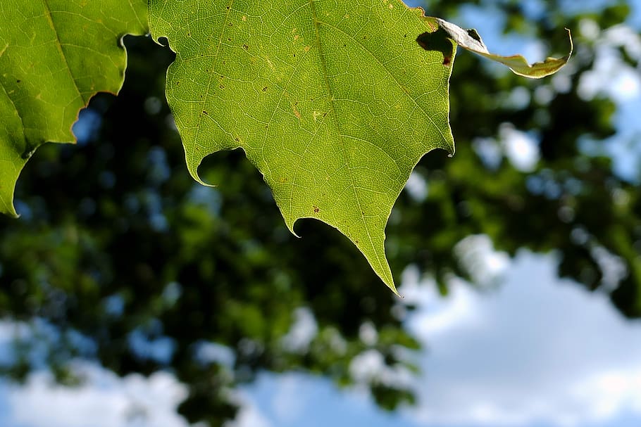 leaf, tree, nature, leaves, forest, green, landscape, light HD wallpaper