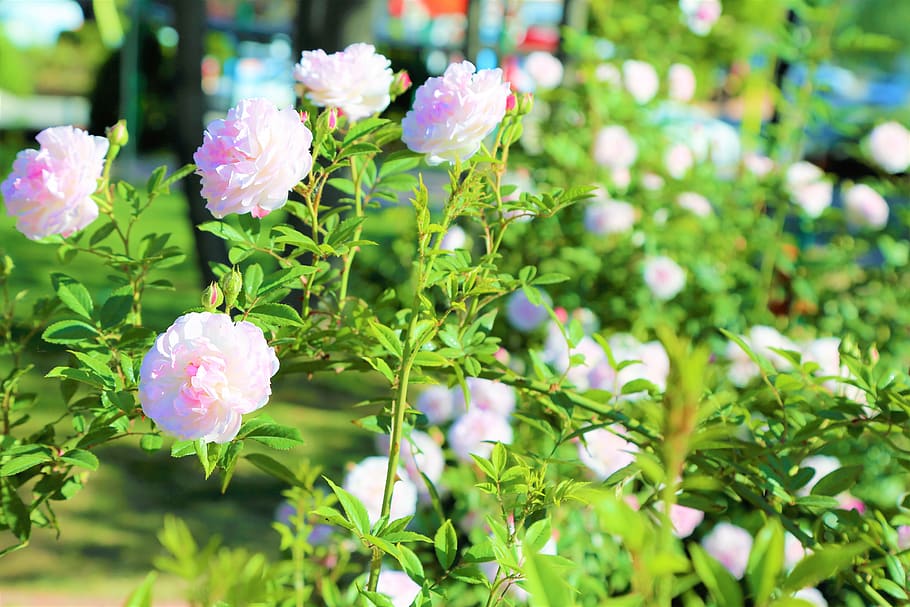 rose, flower, spring, nature, plant, pink, love, romantic, flowering plant HD wallpaper