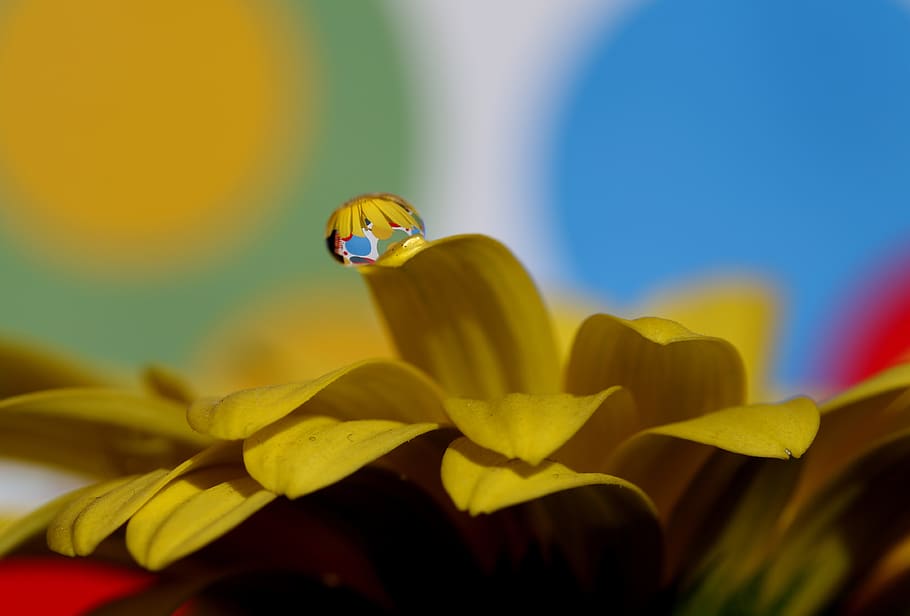 drops, water, macro, flower, refractive, petals, yellow, flowering plant HD wallpaper