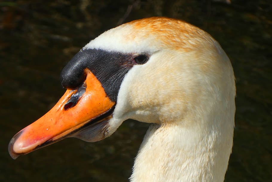 swan, head, babu, feathers, eyes, bird, beak, nature, animal HD wallpaper